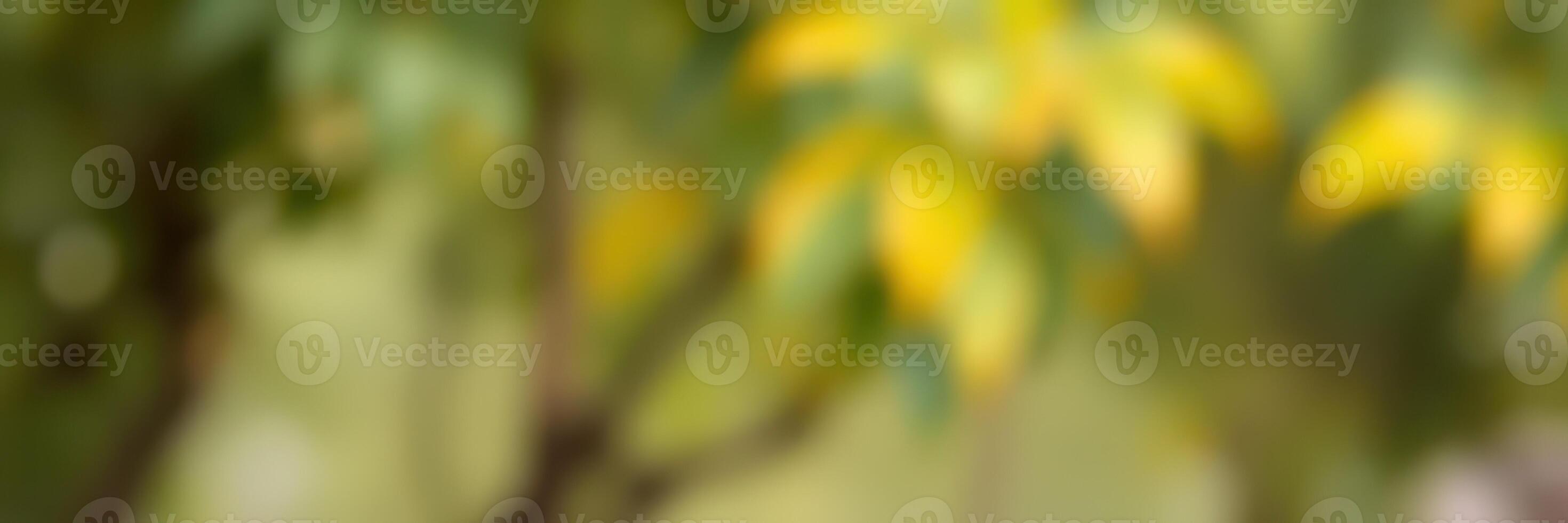 Softly blurred leaves against a natural background during a sunny afternoon photo