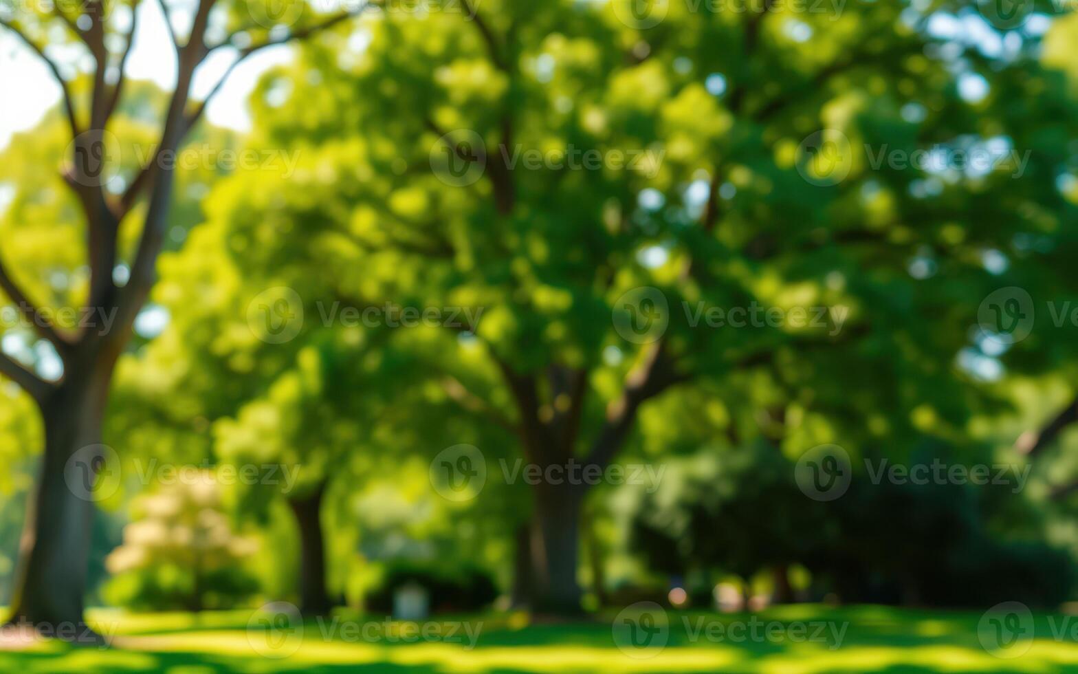 Lush green trees in a park create a serene atmosphere during a bright midday in summer photo