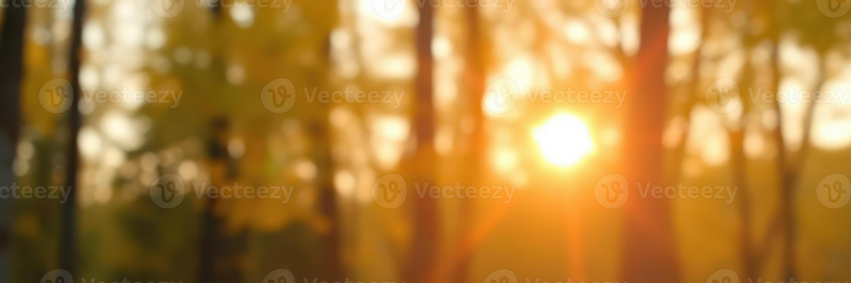 Soft sunlight filters through autumn leaves in a tranquil forest at sunset photo