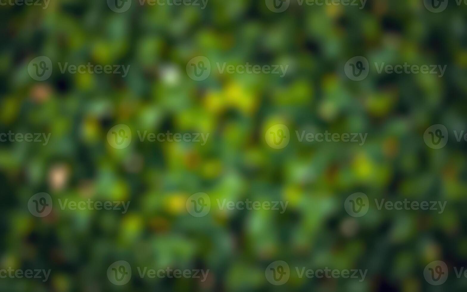 Lush green foliage creates a serene background in a summer garden setting filled with vibrant nature photo