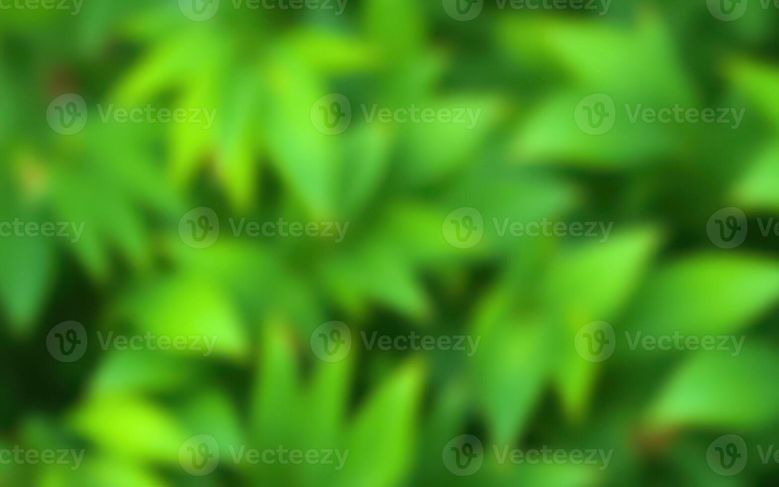Lush green foliage creates a vibrant backdrop in a tranquil outdoor setting during a sunny day in spring photo