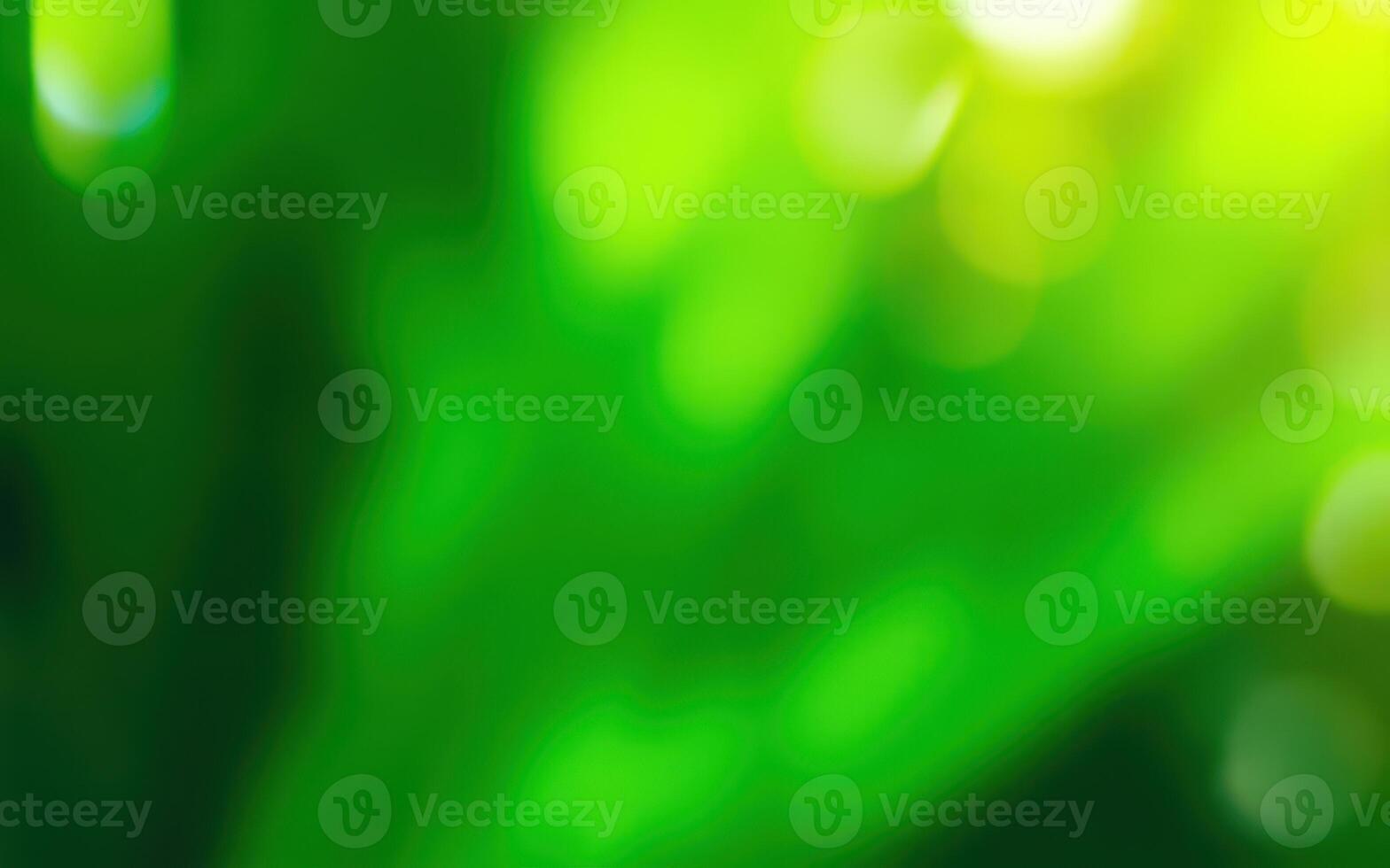 Lush green foliage illuminated by sunlight creating a serene atmosphere in a forest photo