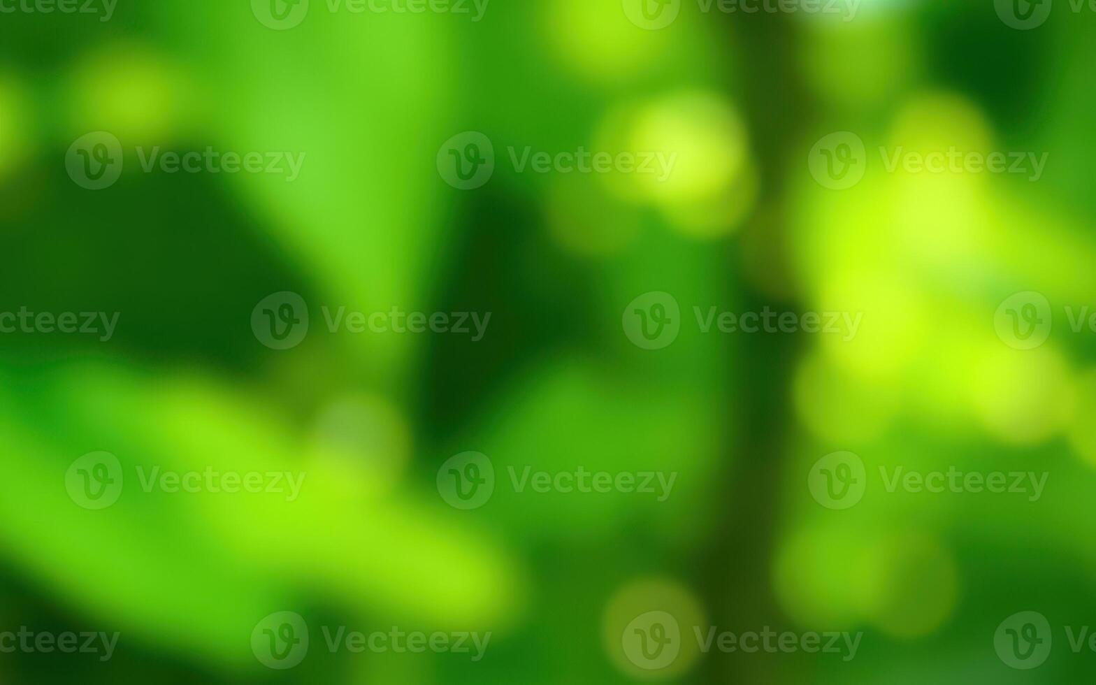 Lush green foliage with sunlight filtering through during a summer afternoon in a wooded area photo
