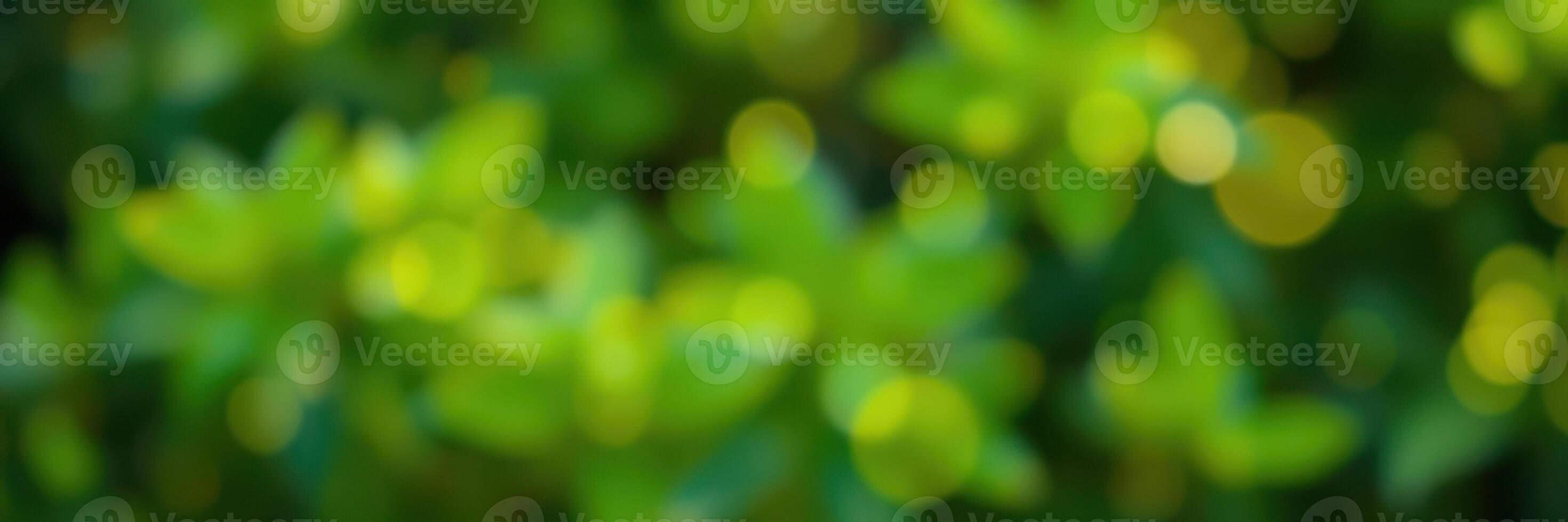 Vibrant green foliage with sunlight creating a bokeh effect in a natural setting during a warm afternoon photo
