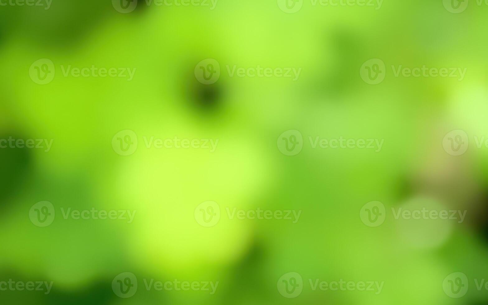 Lush greenery illuminated by sunlight filters through the leaves in a tranquil forest setting photo
