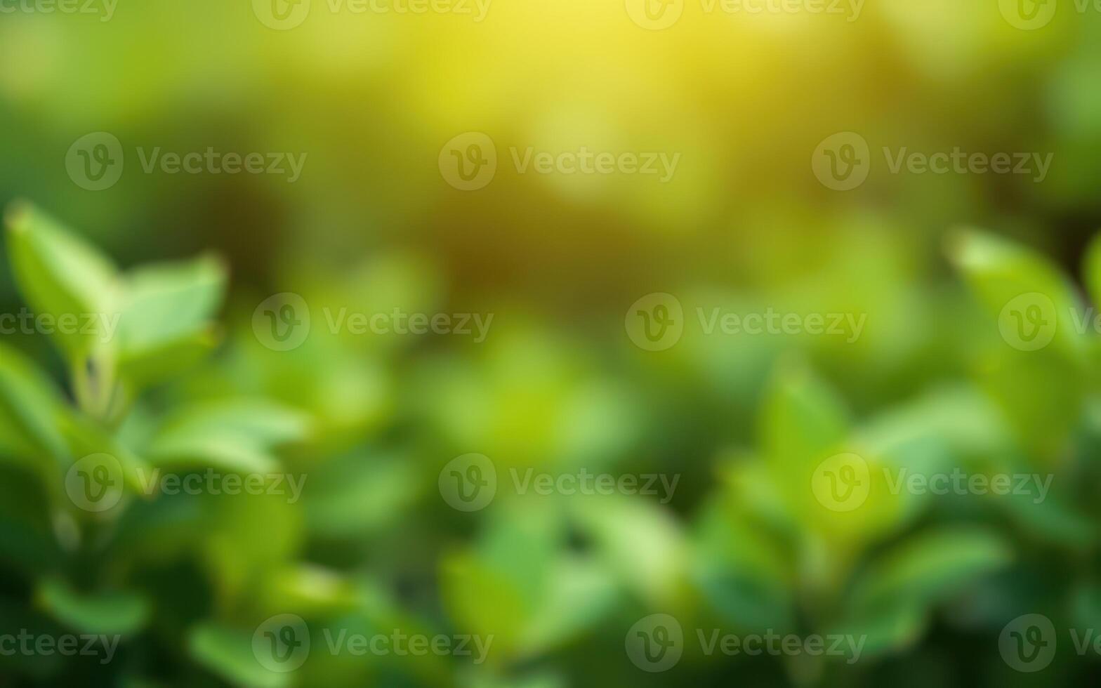 Close-up view of fresh green leaves illuminated by sunlight in a tranquil garden setting photo