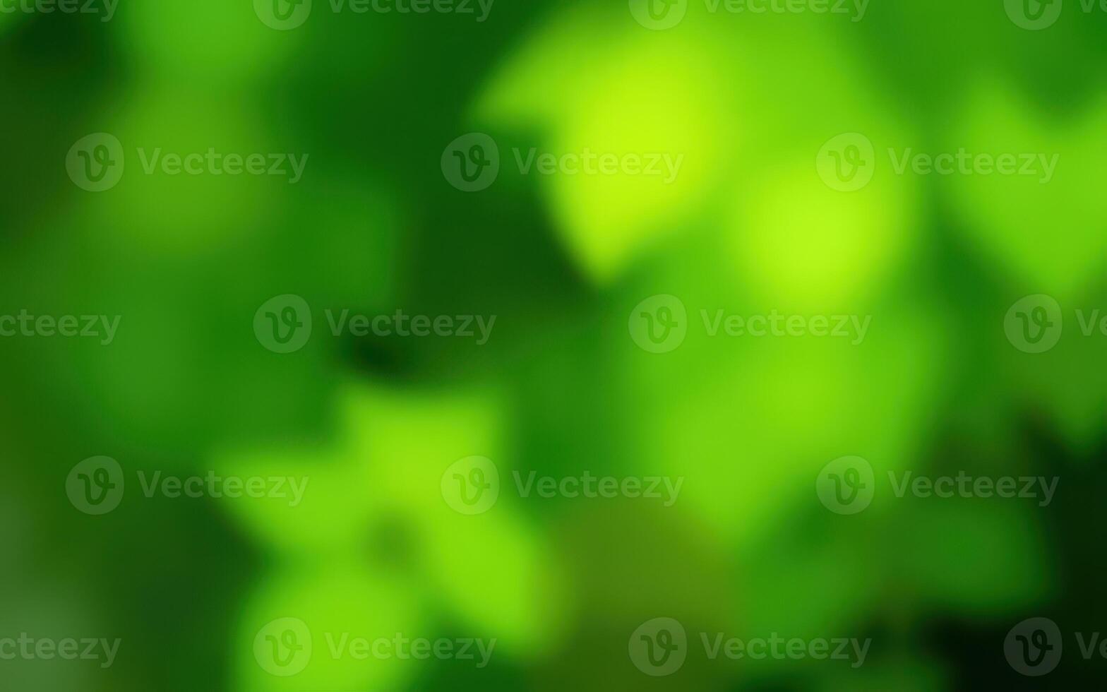 Green leaves create a vibrant background with soft focus during a sunny afternoon in a tranquil garden photo