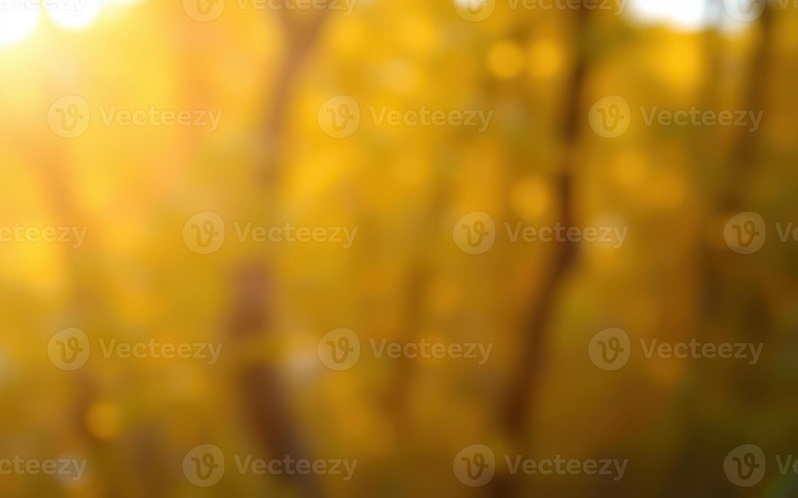 Warm golden light filters through trees in a tranquil forest during early morning hours photo