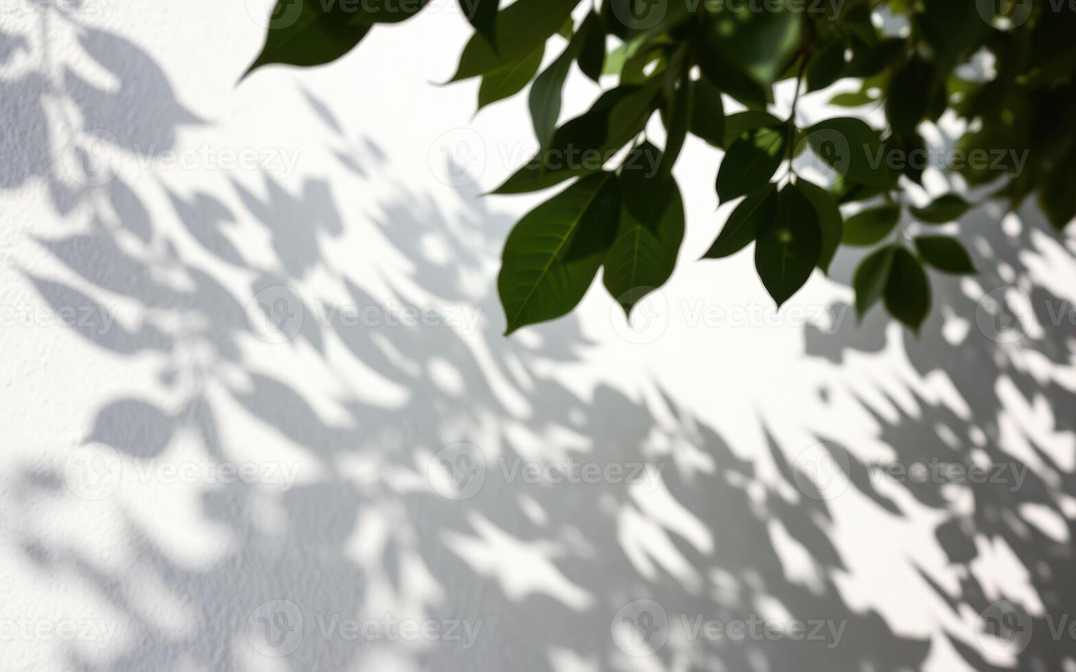 Shadows of green leaves cast on a white wall during a sunny afternoon photo