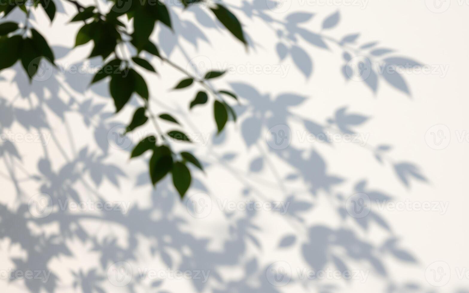 Shadows of green leaves cast on a white wall during sunny daylight hours creating a tranquil atmosphere photo
