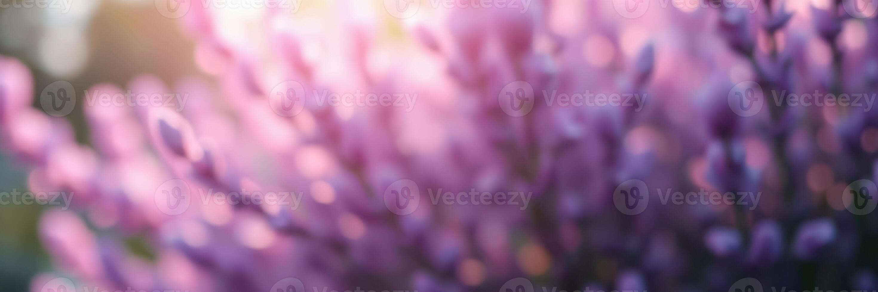Lavender blooms captured during golden hour with soft, diffused light illuminating the vibrant purple petals photo