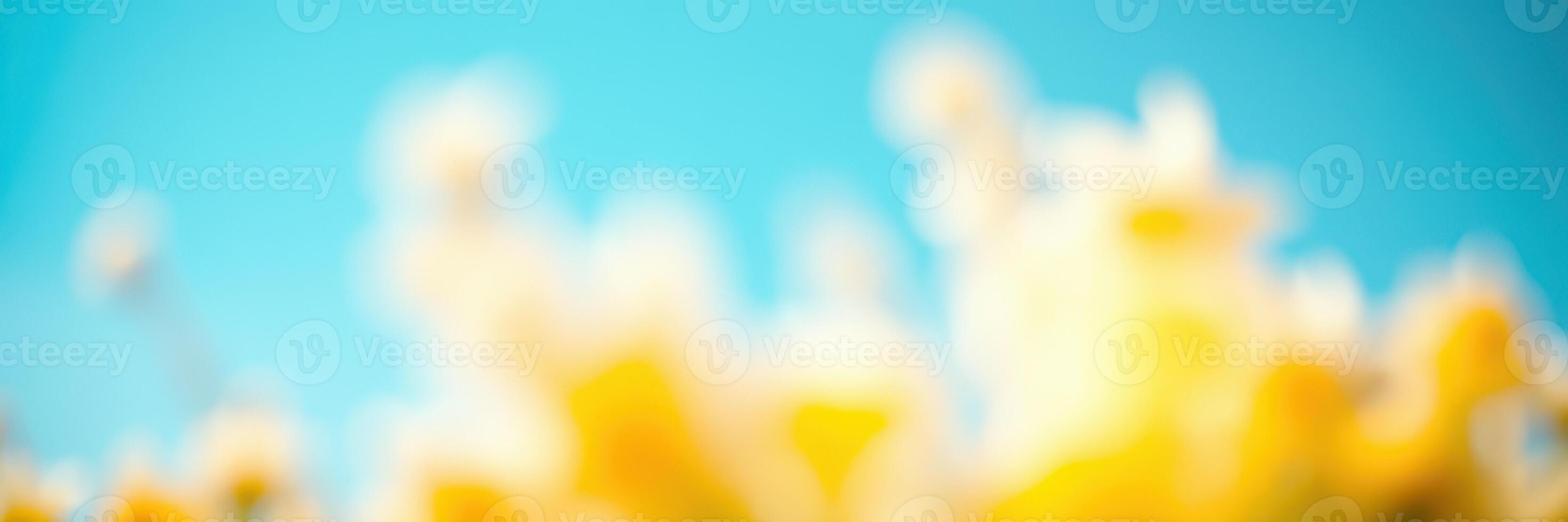 Bright yellow flowers blooming under a clear blue sky, capturing the essence of springtime and nature's beauty in a vibrant landscape photo