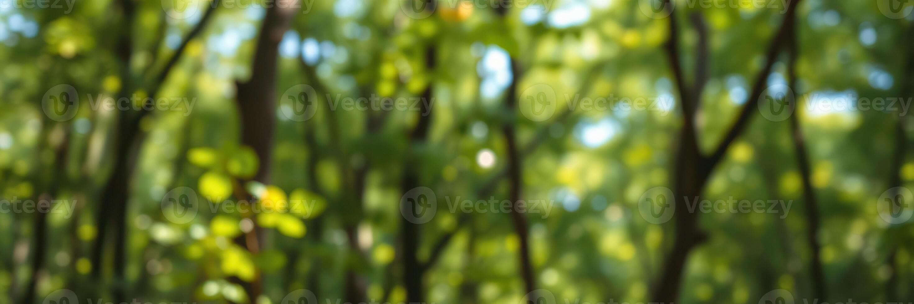 Lush green forest with sunlight filtering through the trees during a bright summer day photo