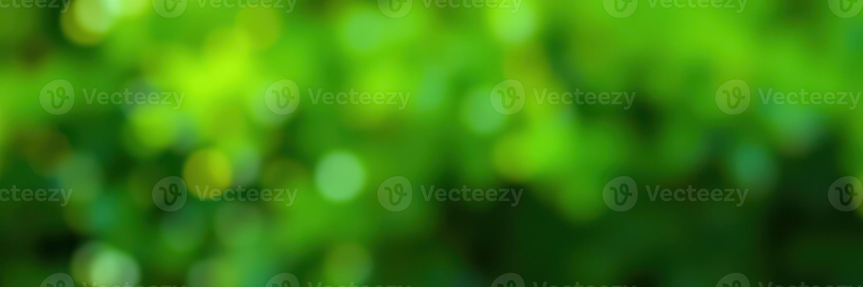 Vibrant green foliage creates a serene outdoor atmosphere filled with soft, diffused light during a sunny afternoon photo