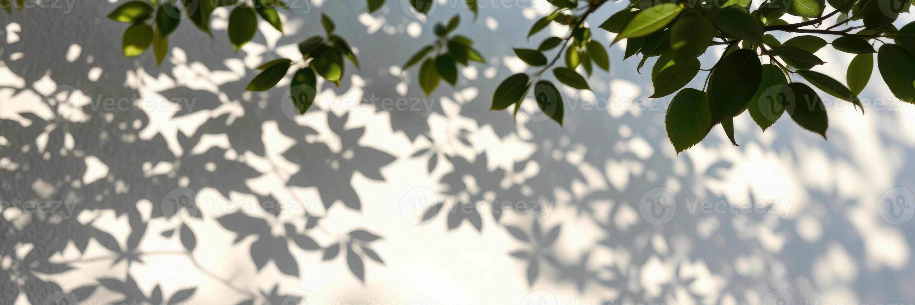 Green leaves cast intricate shadows on a white wall during daylight showcasing nature's beautiful patterns photo