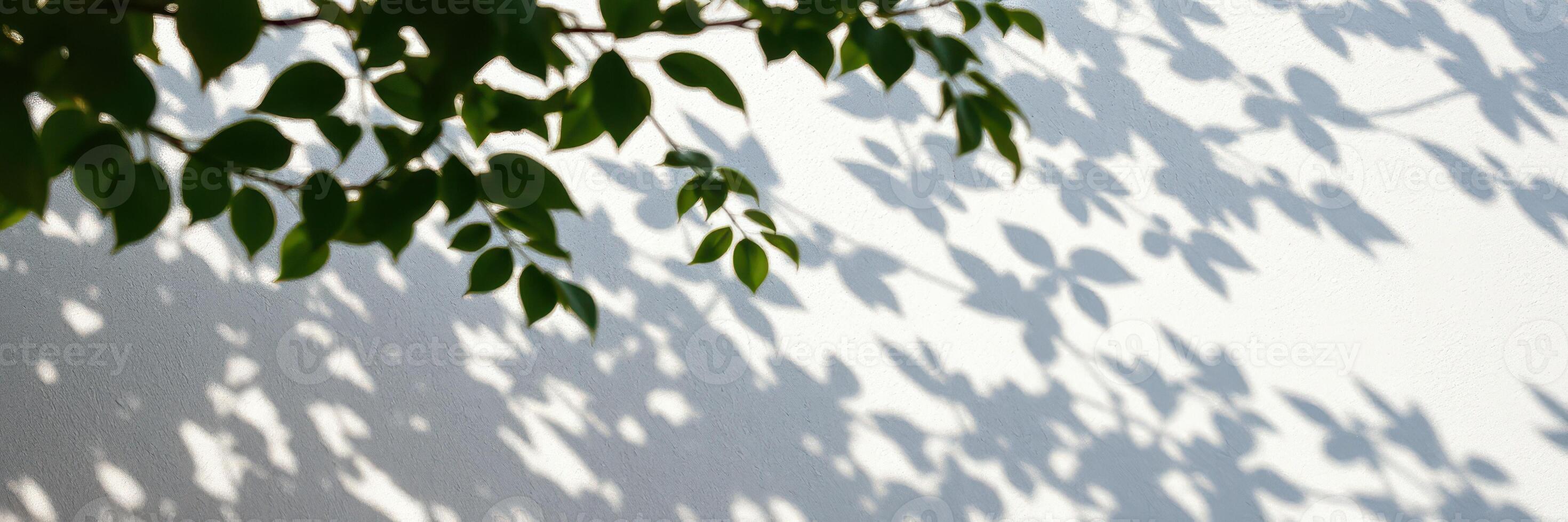 Shadows of leaves creating abstract patterns on a blank white wall during daylight photo