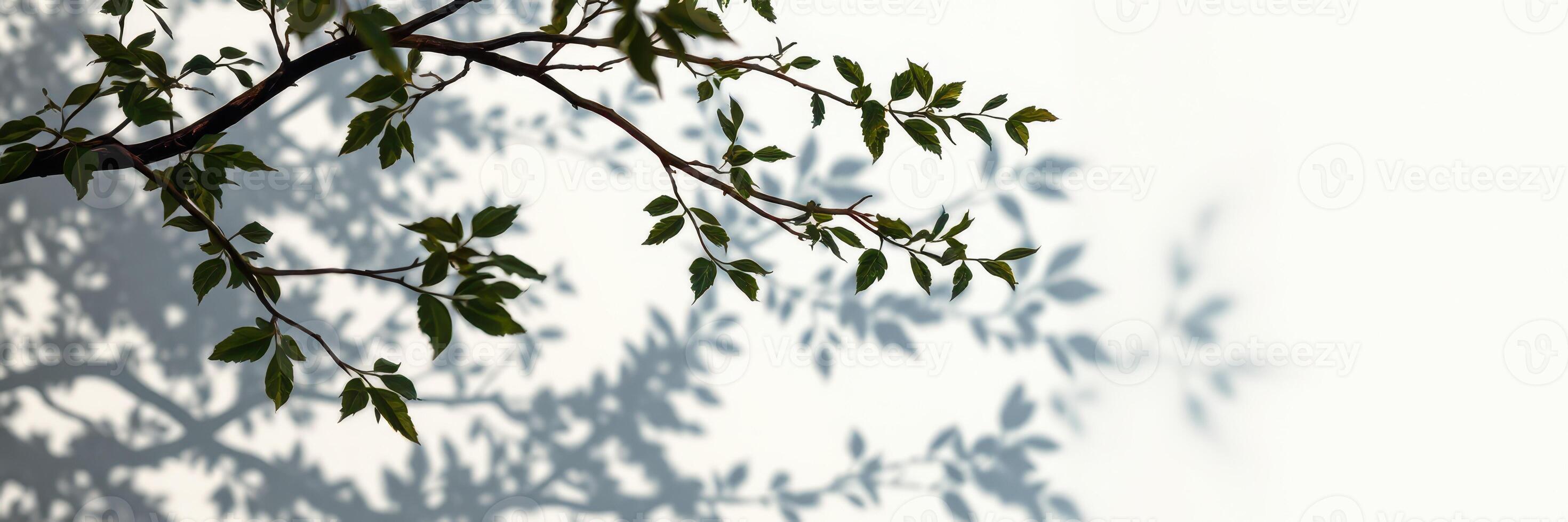 Shadows of leaves dance on a light background creating intricate patterns during a sunny afternoon photo