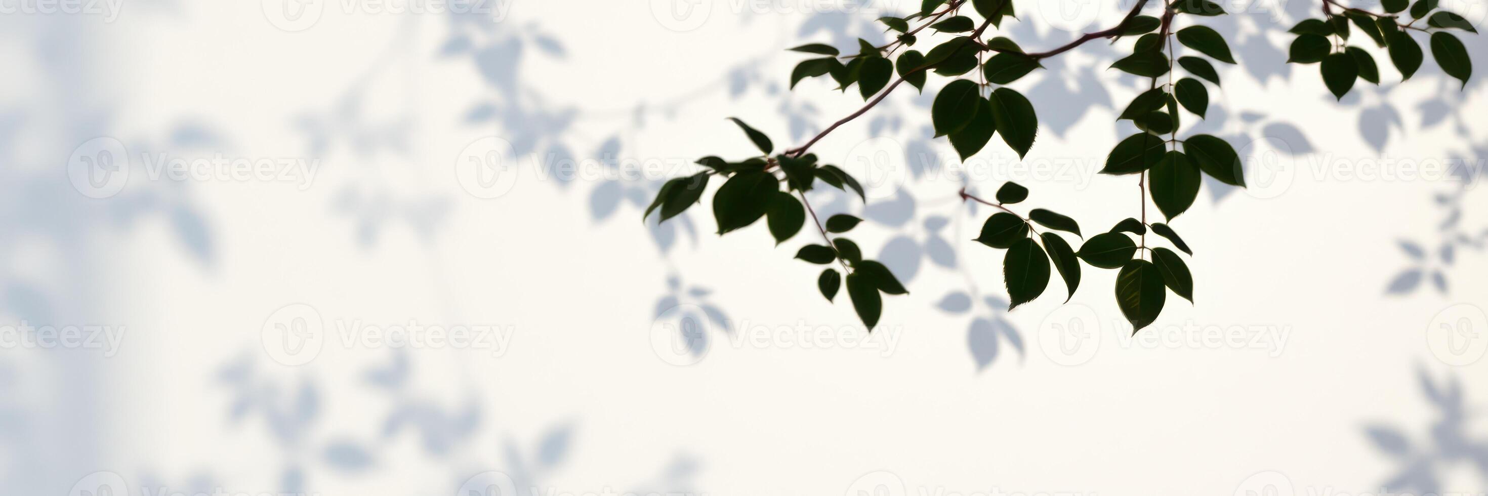 Shadows of leaves gently dancing on a light-colored surface in soft daylight hours photo