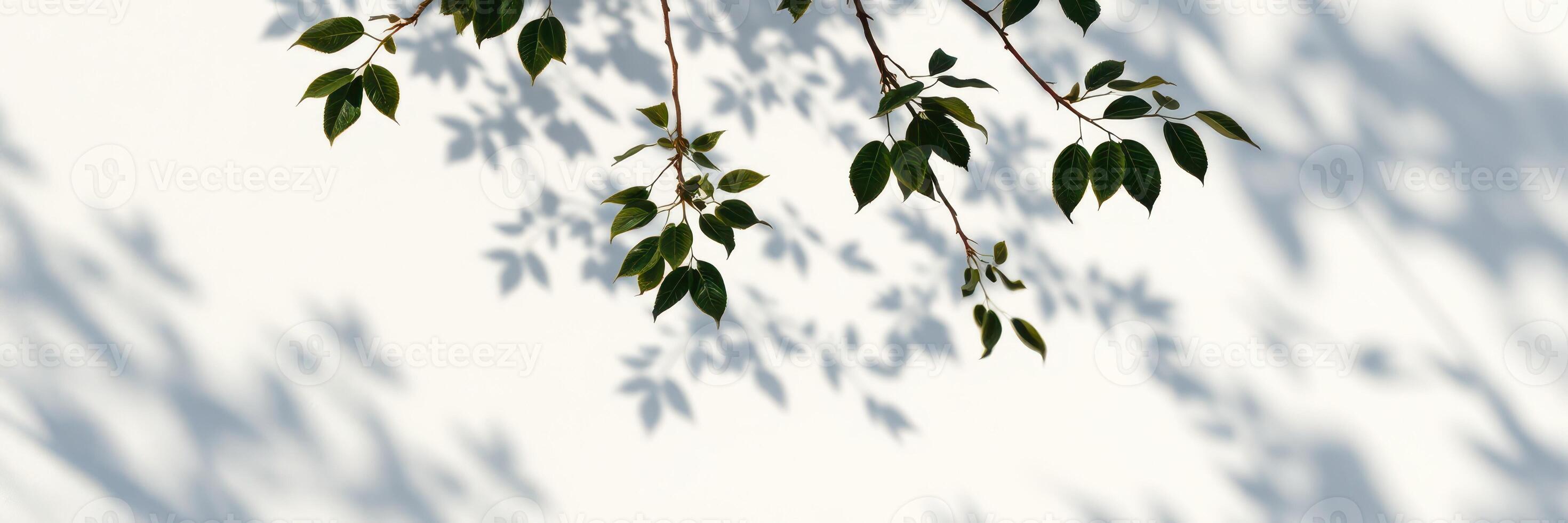 Shadows of leaves dance upon a white wall during a sunny afternoon in a serene garden setting photo