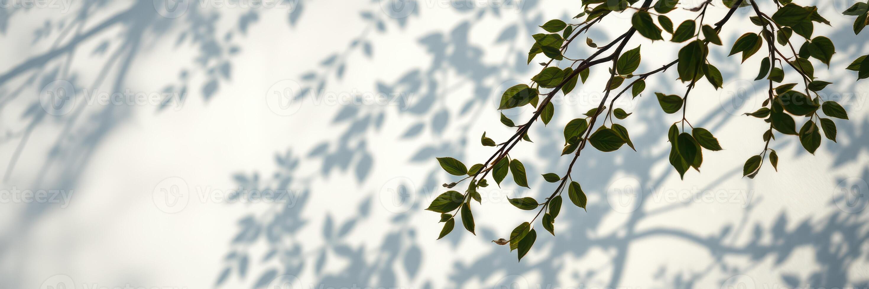 Shadows of leaves dance on a light background during a sunny afternoon in a peaceful outdoor setting photo