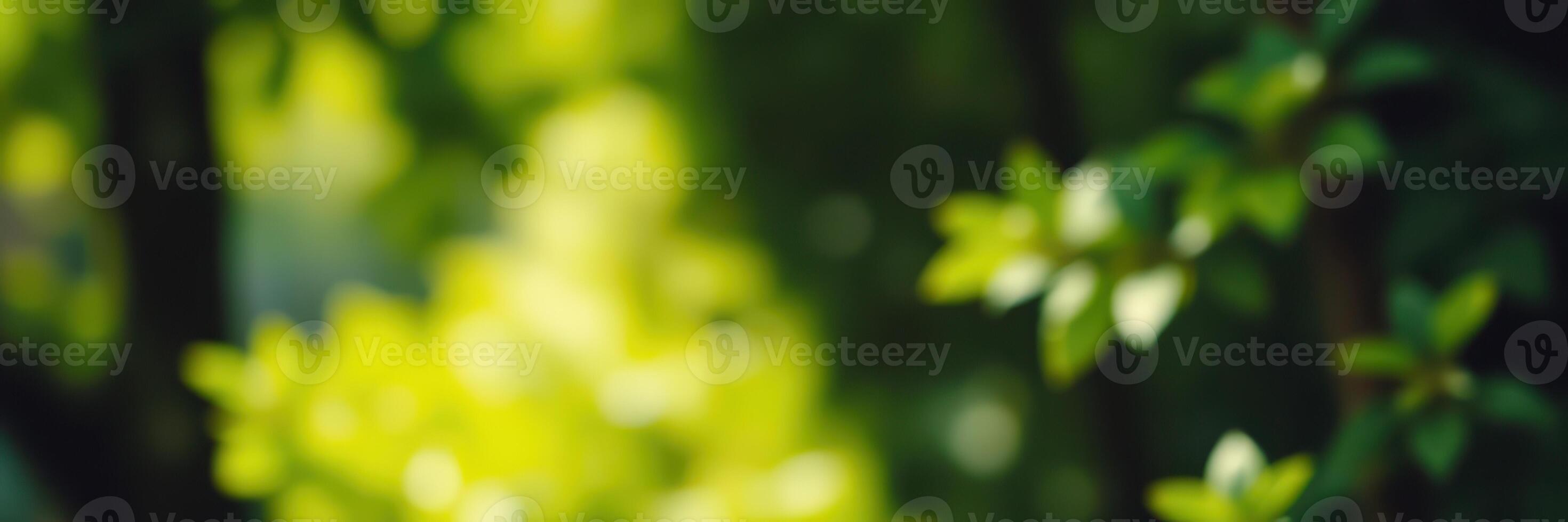 Lush greenery illuminated by soft sunlight in a tranquil forest setting during the early morning hours photo