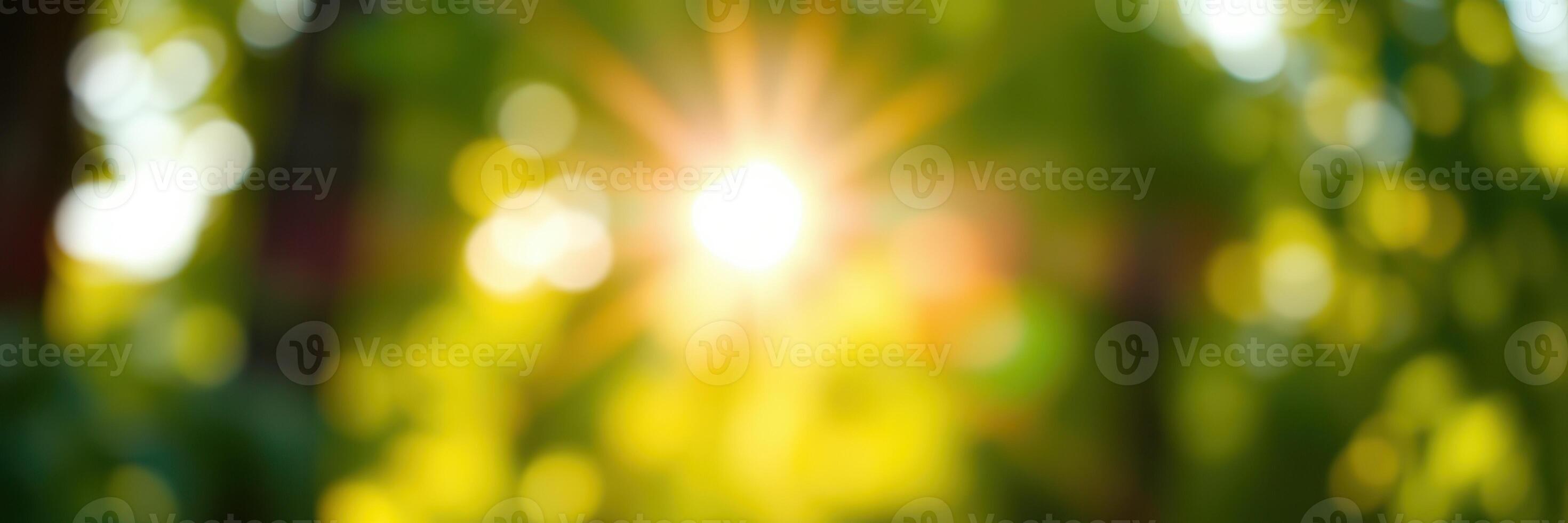 Soft sunlight filters through trees in a serene forest setting during a bright afternoon photo