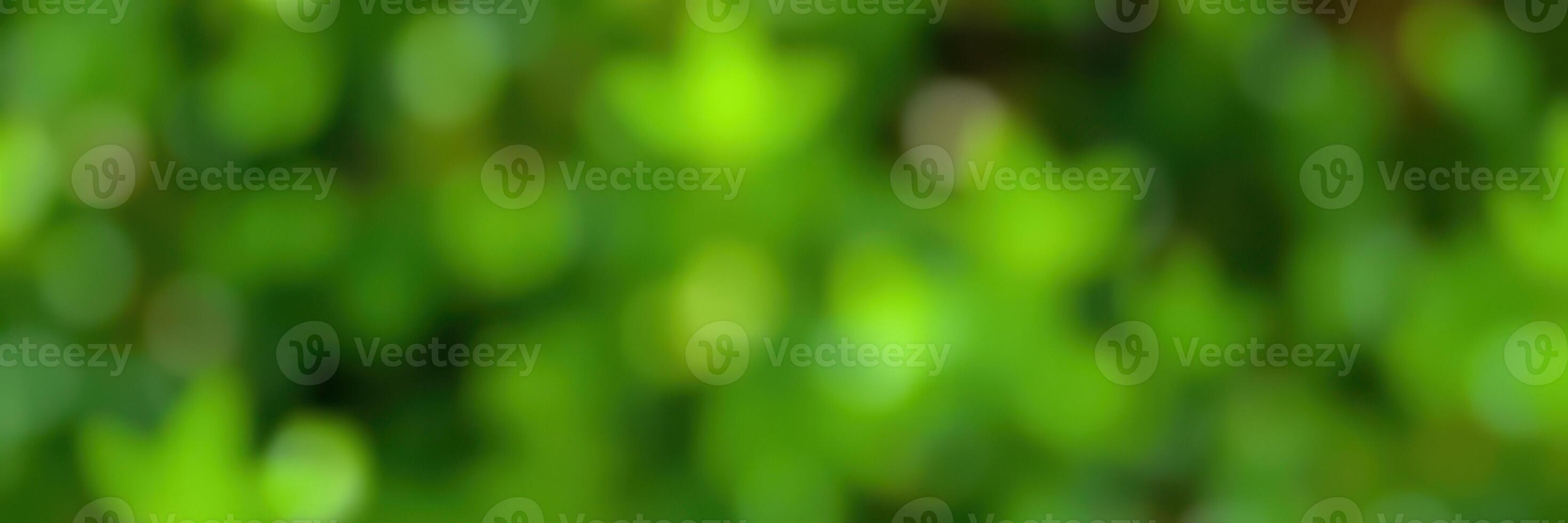 Lush green foliage with soft bokeh effect captures the essence of a serene outdoor setting during daylight hours photo