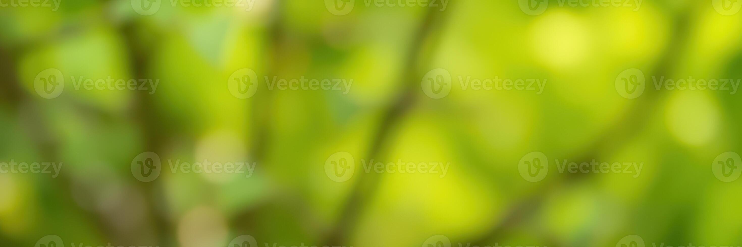 Vibrant green foliage with soft sunlight filtering through trees creates a serene atmosphere in a peaceful forest photo
