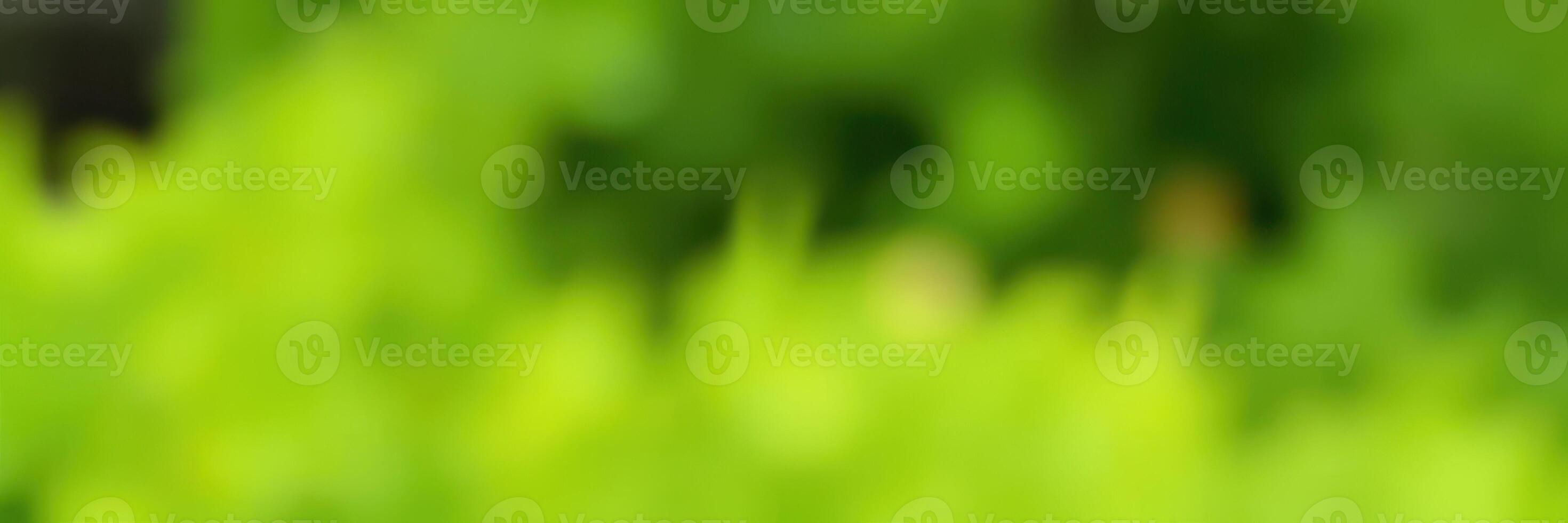 Green foliage background with blurred natural elements in sunny weather creating a peaceful atmosphere photo