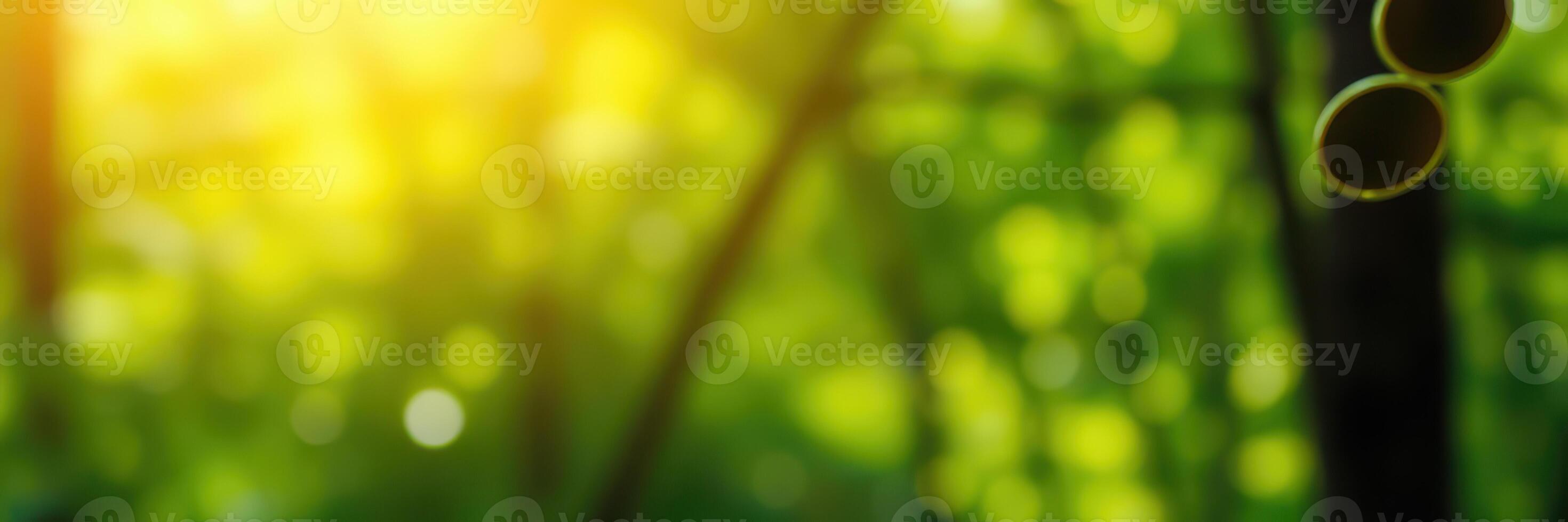 Sunlight filters through lush green foliage creating a serene atmosphere in a tranquil forest setting photo