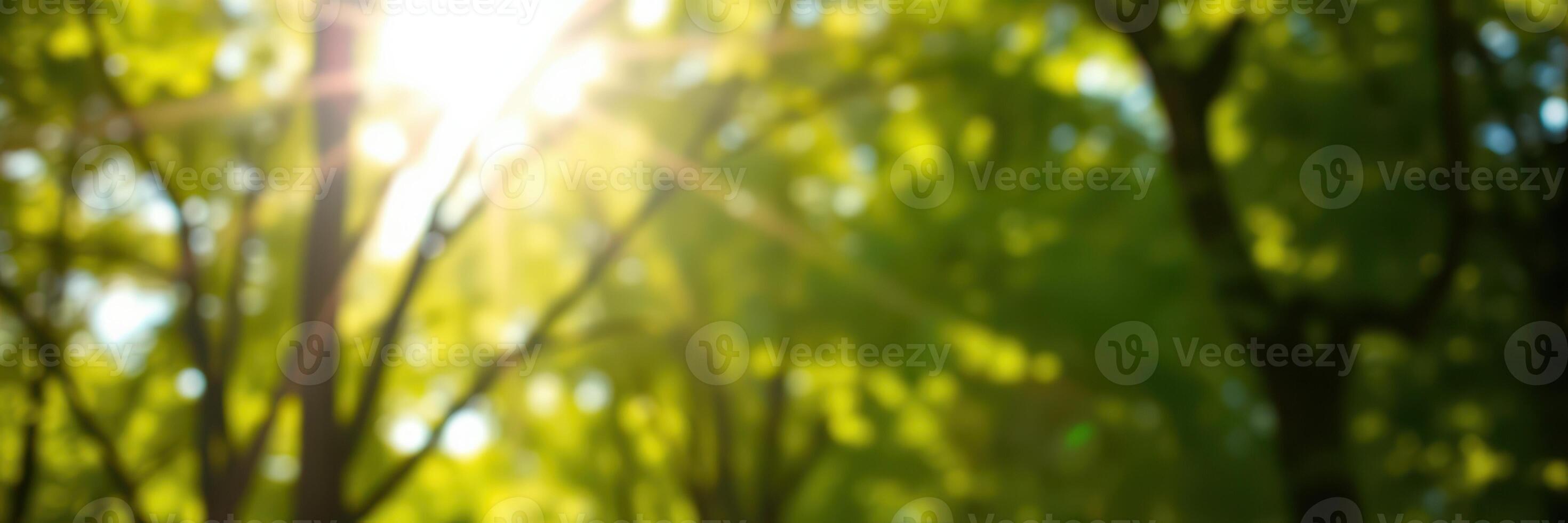 Sunlight filters through lush green trees in a tranquil forest setting during a peaceful afternoon photo