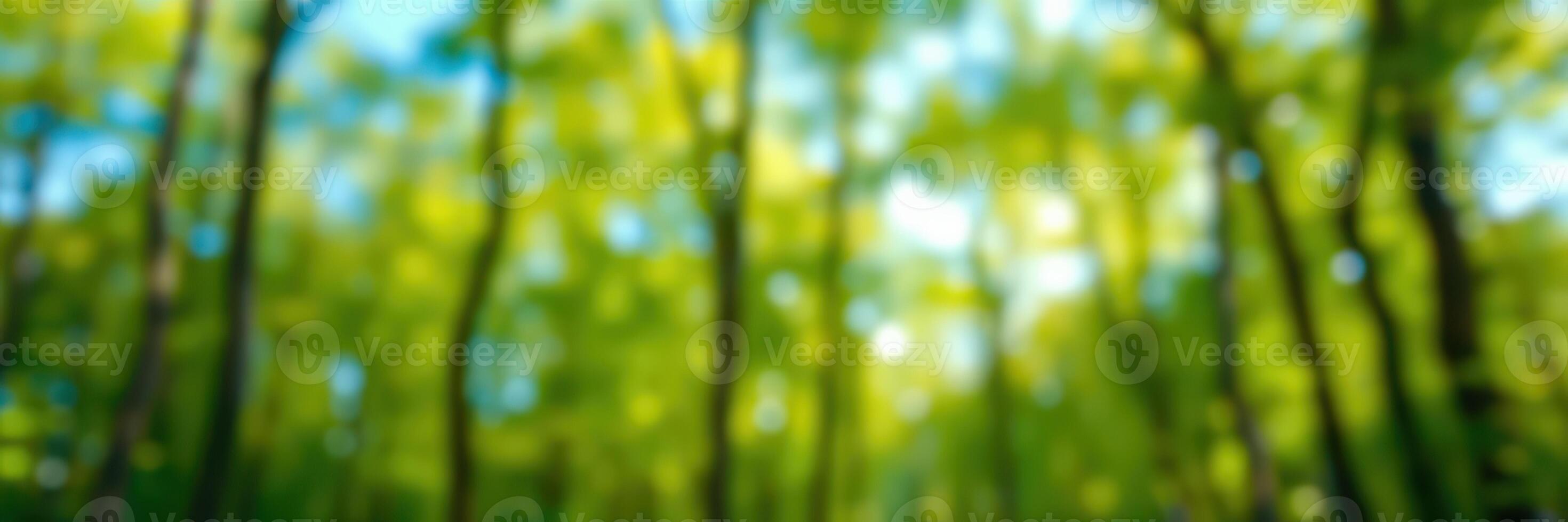 Lush green forest with sunlight filtering through trees during a calm summer day photo