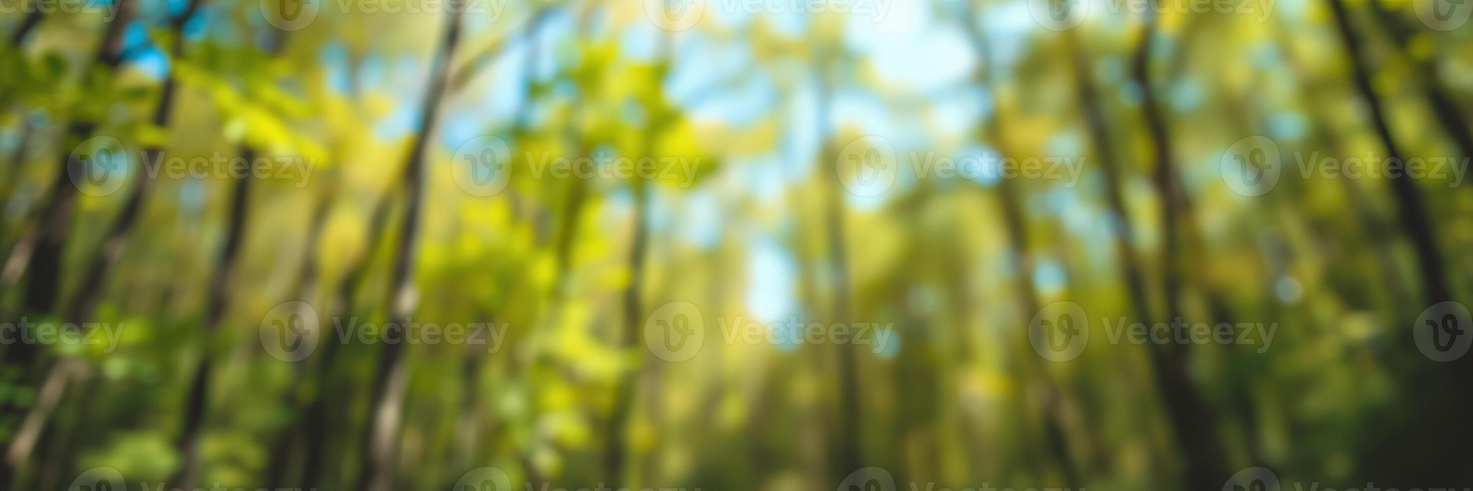 Lush green forest canopy on a bright sunny day with natural light filtering through trees photo