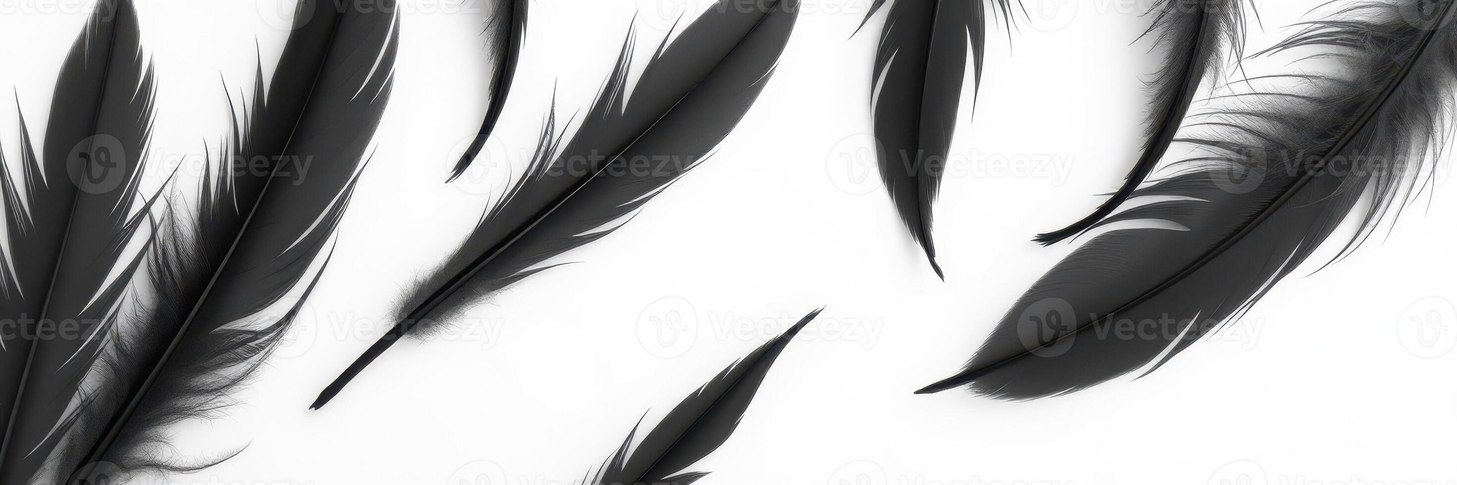 Black feathers arranged in a creative pattern on a white background showcasing texture and design photo