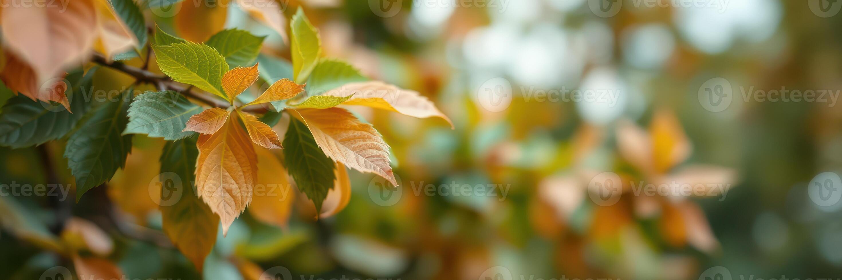 Autumn leaves change colors in a serene natural setting during a tranquil afternoon photo