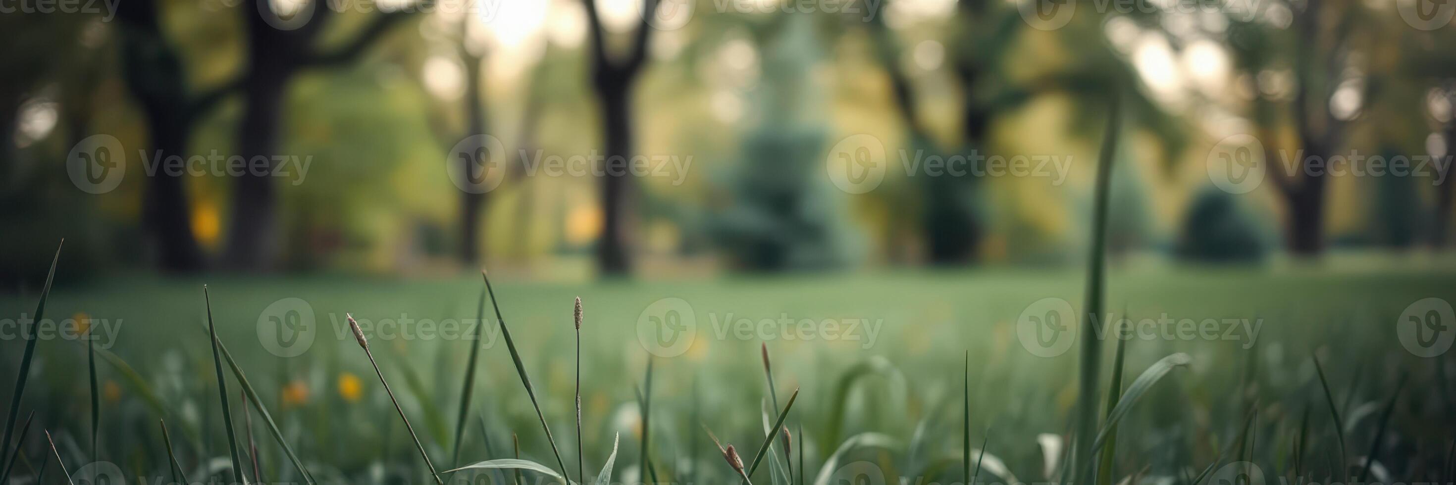 Grass and trees in a tranquil park showcasing the beauty of nature during late afternoon sun photo