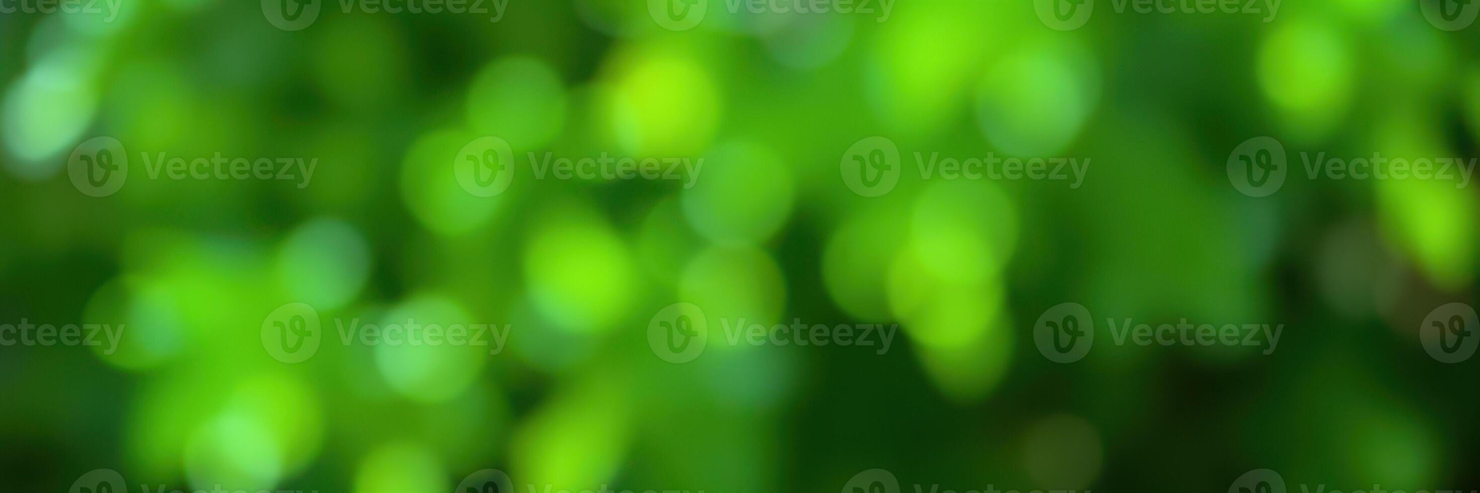Soft green bokeh creates a serene atmosphere in a lush garden setting during daytime photo