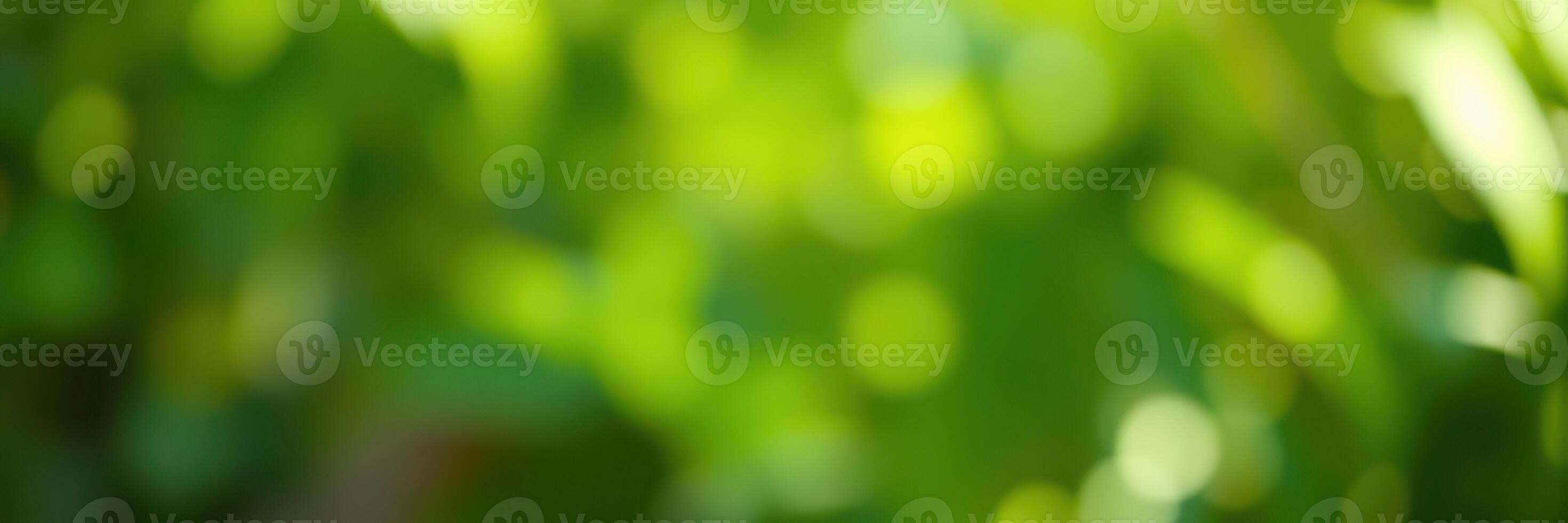 Lush green foliage with soft bokeh effect seen in a sunlit garden in mid-afternoon photo
