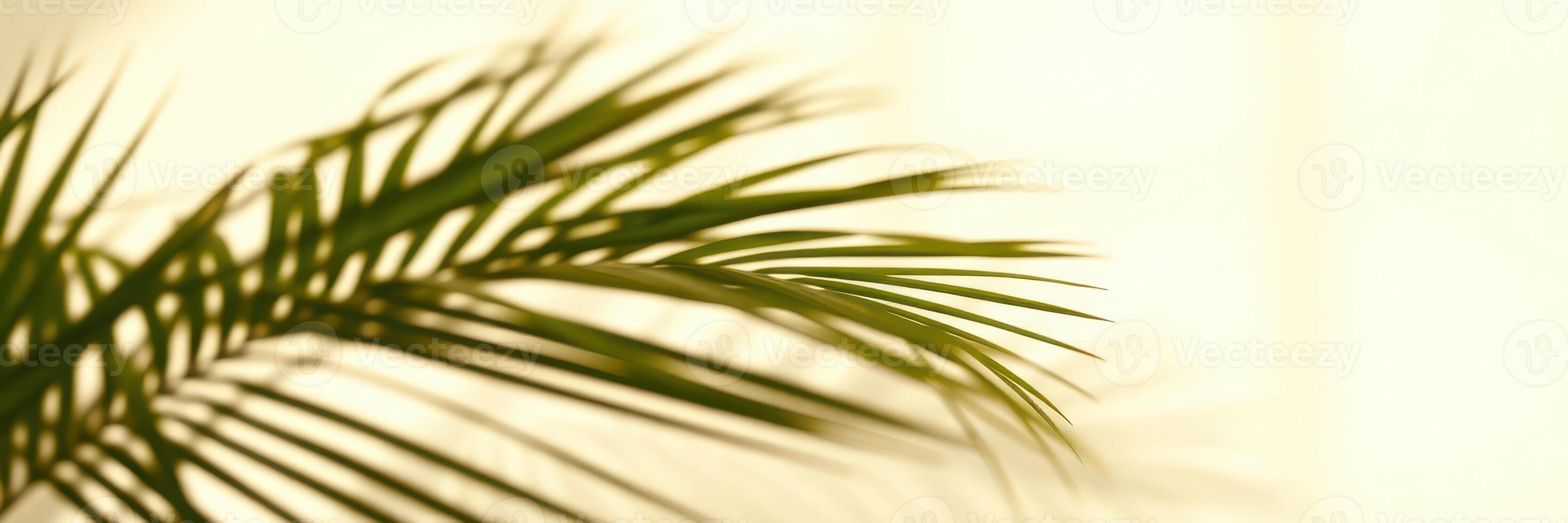 Soft sunlight filters through a window, casting shadows on lush green palm leaves in a serene indoor space photo