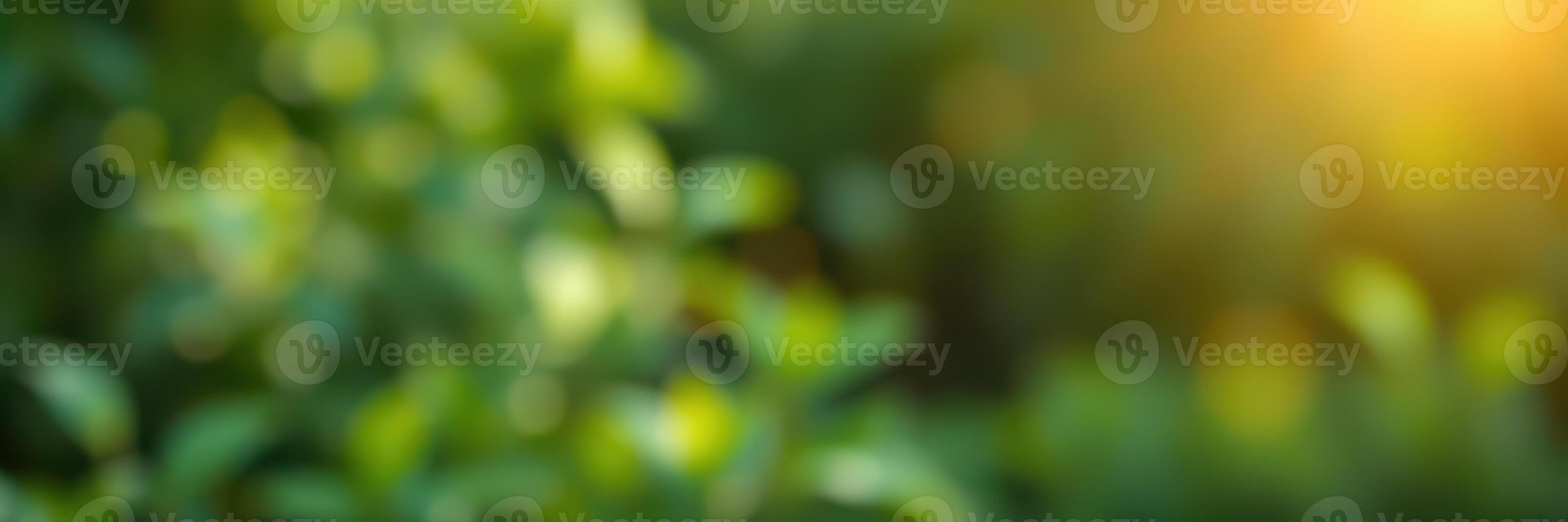 Sunlight filters through green leaves in a serene outdoor setting during the late afternoon photo