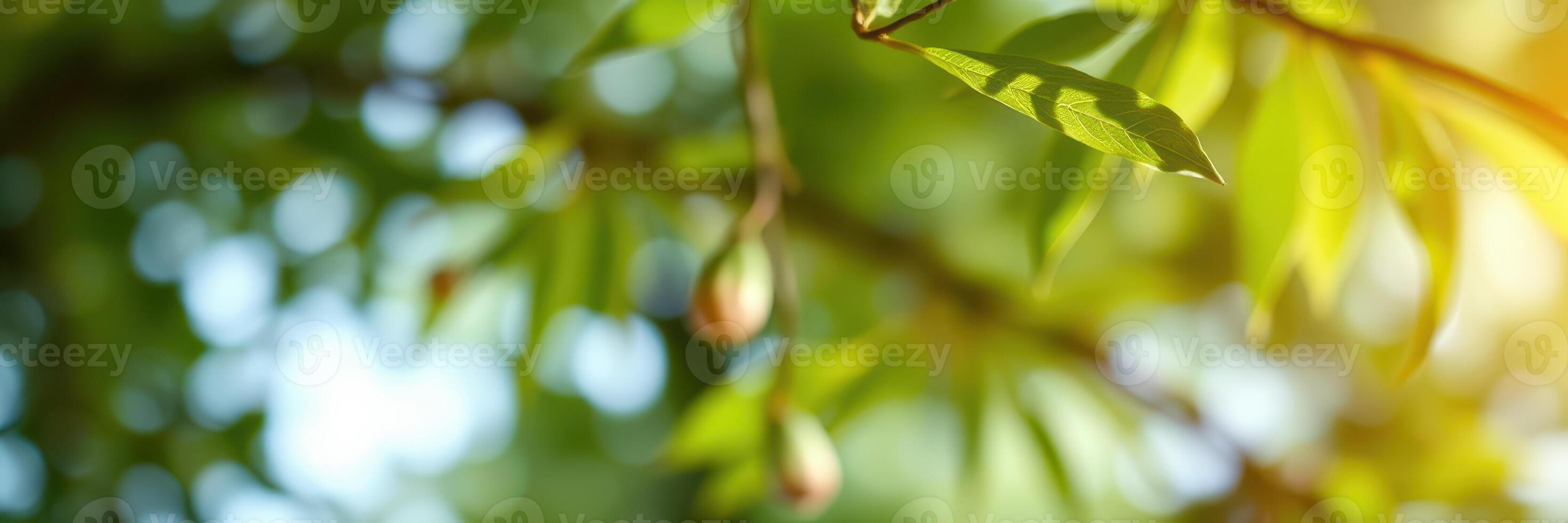 Close-up view of green leaves with soft sunlight filtering through in a lush garden during late spring photo