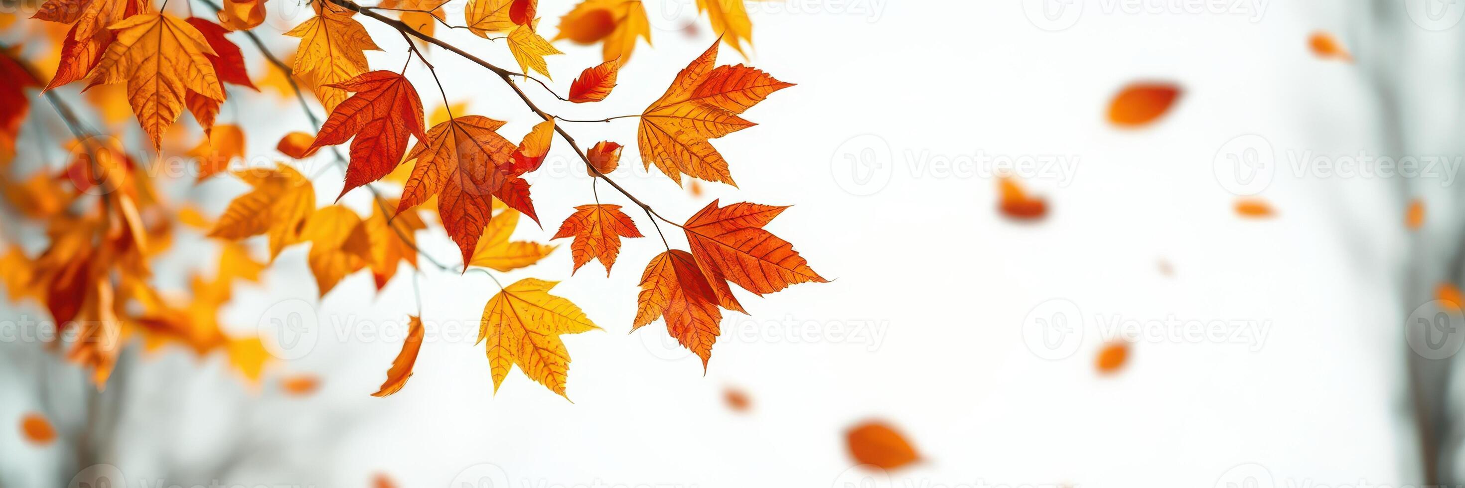 Autumn leaves drift gracefully from branches in a serene landscape during a calm afternoon in late fall photo