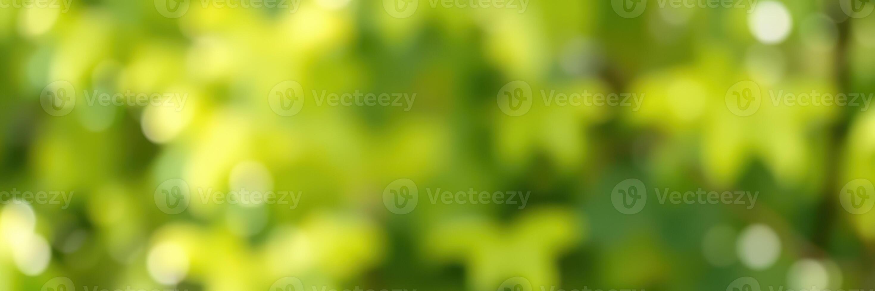 Vibrant green leaves illuminated by sunlight create a serene and calming atmosphere in a natural setting photo