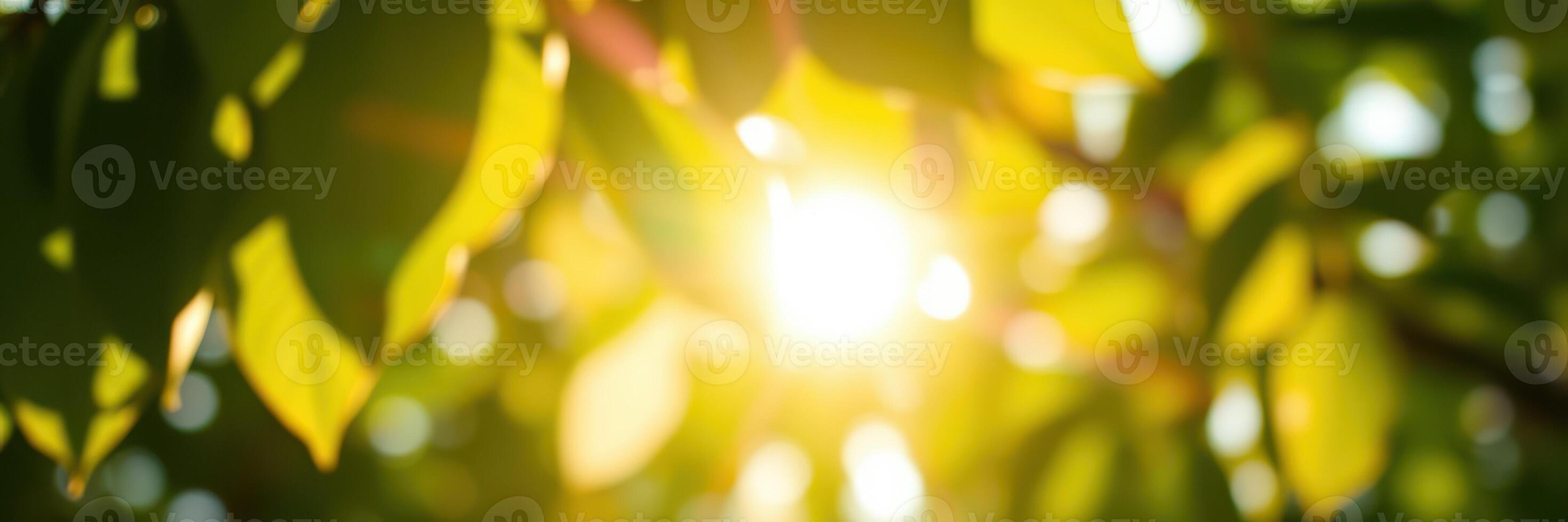 Sunlight filtering through vibrant green leaves on a warm summer day in a peaceful outdoor setting photo