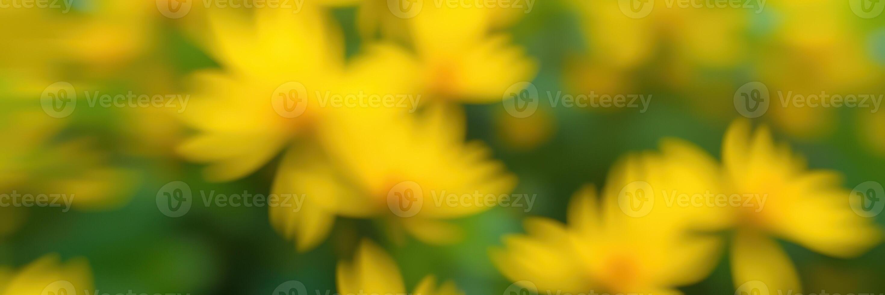 Vibrant yellow flowers bloom in a lush garden during a sunny afternoon in spring photo