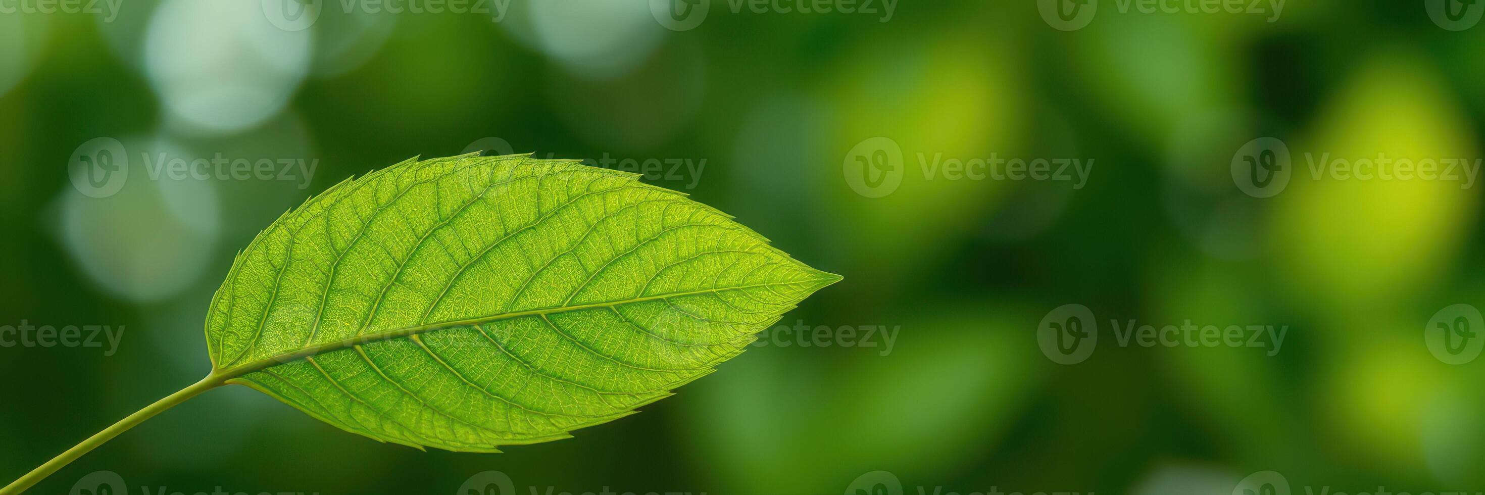Vibrant green leaf showcasing intricate vein patterns against a blurred natural background during daylight photo