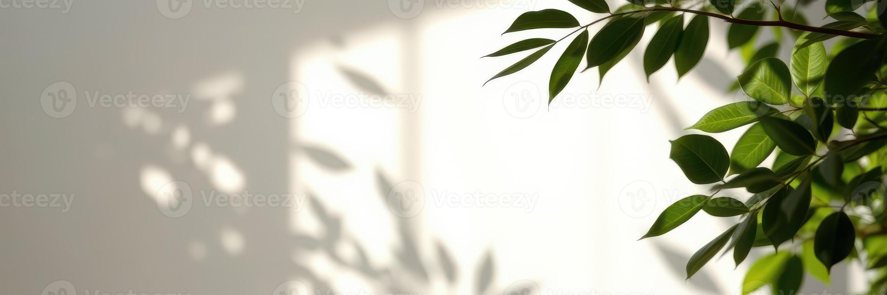 Sunlight streaming through a window casts delicate shadows of green leaves on a white wall during the afternoon hours photo