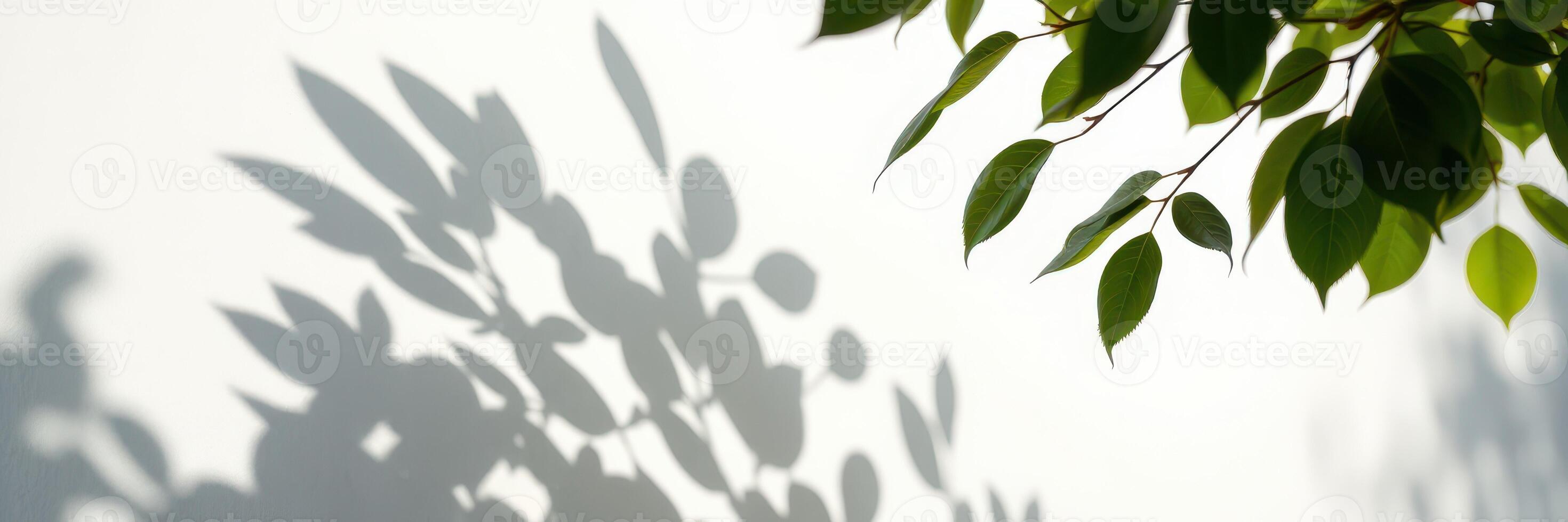 Shadows of green leaves create an artistic pattern on a white wall during daylight photo