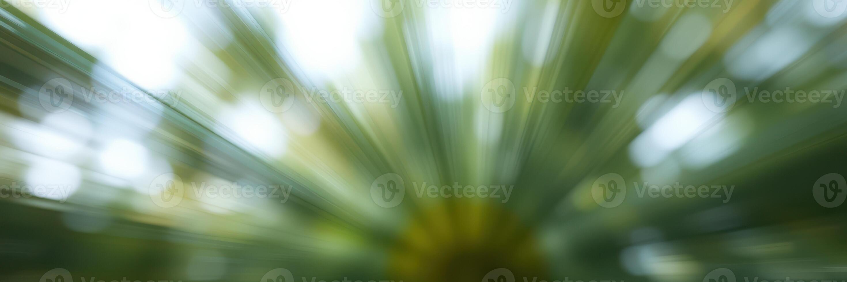 Exploring the beauty of nature through vibrant green foliage in a lush forest photo