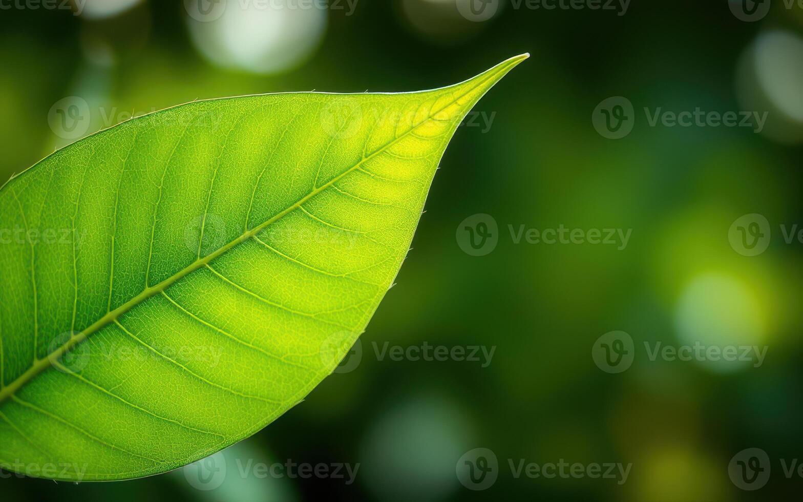 Vibrant green leaf against soft blurred background with natural sunlight during daylight hours photo